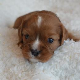 Cavalier King Charles Spaniel Puppies from Diamond Rose Cavalier LLC
