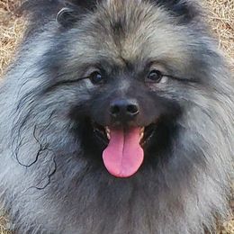 Keeshonden from Masada Keeshond