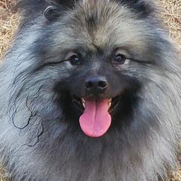 Keeshonden from Masada Keeshond