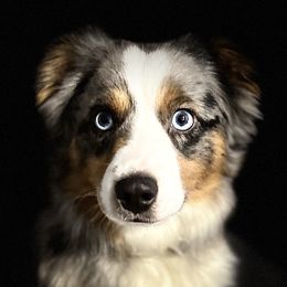 Mickey - Toy Australian Shepherd