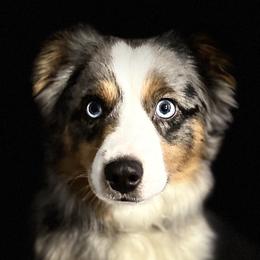 Mickey - Toy Australian Shepherd