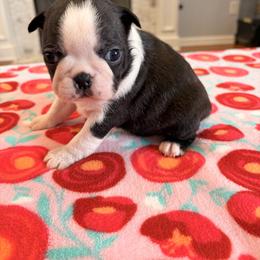 Patience - Black and white female Boston Terrier puppy in Leonard, Kentucky from Bluegrass Boston Terriers