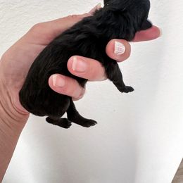 Pomeranian puppies from Velvet-Paws Pomeranians