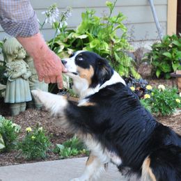 Maggie - Miniature American Shepherd