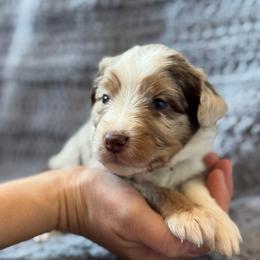 Maple - Red merle female Australian Shepherd puppy in Columbia Falls, Montana from Firefly Horse Co Wellness Retreat Center