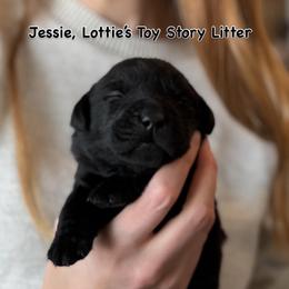 Jessie - Black female Labrador Retriever puppy in Owosso, Michigan from Bennington Retrievers