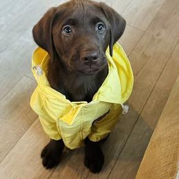 Labrador Retriever Puppies from Knotty Creek Labradors