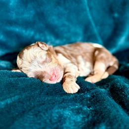 Morgan - Merle male Goldendoodle puppy in Allen, Texas from Calena’s Doodles