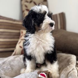 Gomez - Tri-color male Bernedoodle puppy in Forsyth, Illinois from Birdies Mini Bernedoodles