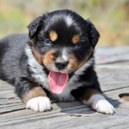 BTM-1 - Black tri male Miniature American Shepherd puppy in Baker City, Oregon from Back Country Aussies