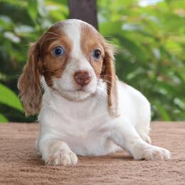 Mae Purebred DNA Tested Parents Health Certified Family Raised Female - Piebald female Dachshund puppy in Haines City, Florida from Divine Poodle Paradise Standard Poodles & Divine Dachshunds