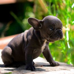 French Bulldog Puppies from Haas Frenchies LLC