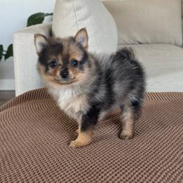 Girl 4 - Chocolate merle female Pomeranian puppy in Meridian, Idaho from Idaho_poms