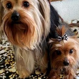 Yorkshire Terriers from Partin’s Yorkies