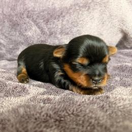 Minnie - Black and tan female Yorkshire Terrier puppy in Georgia from Nalley Kennels