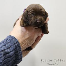 Aurora- Purple Collar - Chocolate female Labrador Retriever puppy in Boyd, Minnesota from Lindley Labradors