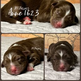 (4) Anne 1623 - Red tri-color female Australian Shepherd puppy in Huntington, Texas from JKKJ Farms