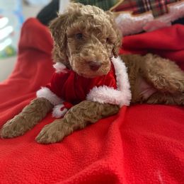 Poodle Puppies from Monte's poodles
