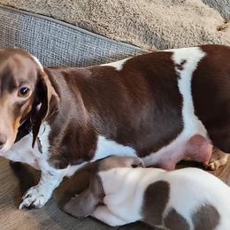 Gracie - Dachshund