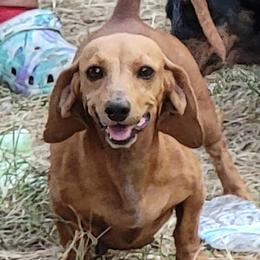 Sandy - Dachshund
