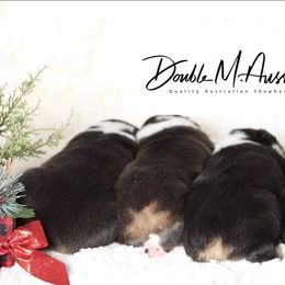 Aussiedoodle and Australian Shepherd Puppies from Double M Aussies