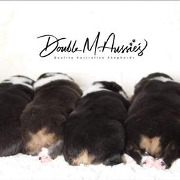 Aussiedoodle and Australian Shepherd Puppies from Double M Aussies