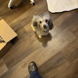 Stormy - Poodle