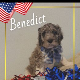 Benedict - male Golden Mountain Doodle puppy in Victoria, Texas from Deidre's Doodles