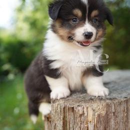Satin (Tri Fluff Male w Tail) - Black and tan male American Corgi puppy in Straughn, Alabama from Magnolia Creek Corgis