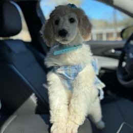 Caramel ( Guardian home ) - Parti female Poodle puppy in Miami, Florida from Milk Drunk Doodles And Poodles