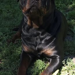 Rottweilers from Vom Hause Adason