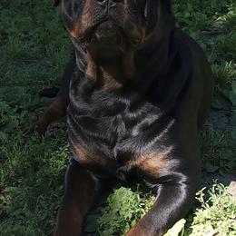 Rottweilers from Vom Hause Adason