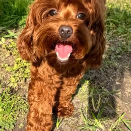 Cayenne - Goldendoodle