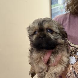 Boy 3 - Brindle male Shih Tzu puppy in Milford, Delaware from Spunky Shih-Tzus Delaware (Spunky Shih-Tzus)