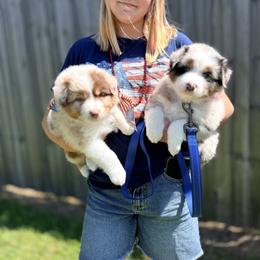 Australian Shepherd Puppies from Crab Point Australian Shepherds