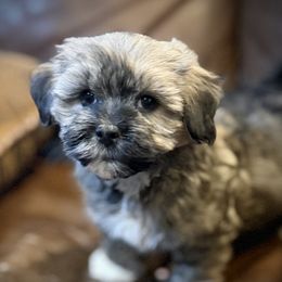 Charlie - Fawn sable male Havanese puppy in Lancaster, South Carolina from 3 Bs Havanese-PUPPIES with  PURPOSE
