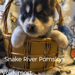Voldemort - Black and white male Pomsky puppy in Blackfoot, Idaho from Snake River Pomskys