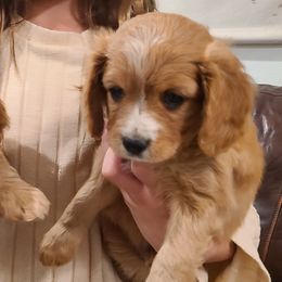 Cavapoos and Portuguese Water Dogs from Gulf Coast Puppies