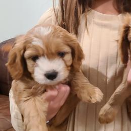 Cavapoos and Portuguese Water Dogs from Gulf Coast Puppies