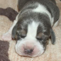 Beagle puppies from Badland Kennel