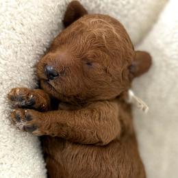 White collar - Red  female Goldendoodle puppy in Monrovia, California from Fancy Paws Inc