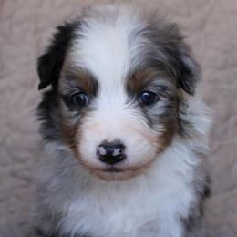 Tostito - Blue merle female Australian Shepherd puppy in Laurel, Mississippi from Reeves Australian Shepherds