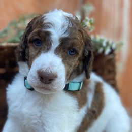 Girl 3 - female Poodle puppy in Alpine, Alabama from Alpine Acres Poodles