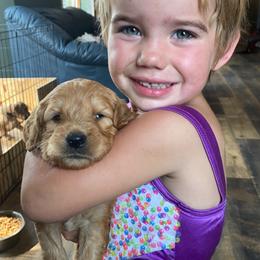 Goldendoodle Puppies from North Star Dog Training