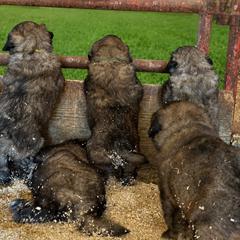 Male 2 - Gray male Sarplaninac puppy in Pleasant View, Colorado from Pails & Provisions Farm