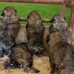 Male 2 - Gray male Sarplaninac puppy in Pleasant View, Colorado from Pails & Provisions Farm