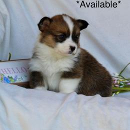 Cherry - Sable and white female American Corgi puppy in Scio, Oregon from Abundant Joy Corgis