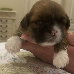 Boy 1 - Red male Lhasa Apso puppy in Palm Bay, Florida from Lhasa Apso Doggy Stylez Fl