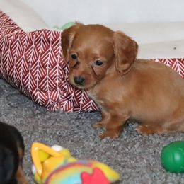 Dachshund and Pug Puppies from Wiggle'n V Ranch