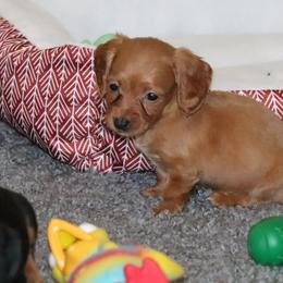 Dachshund and Pug Puppies from Wiggle'n V Ranch